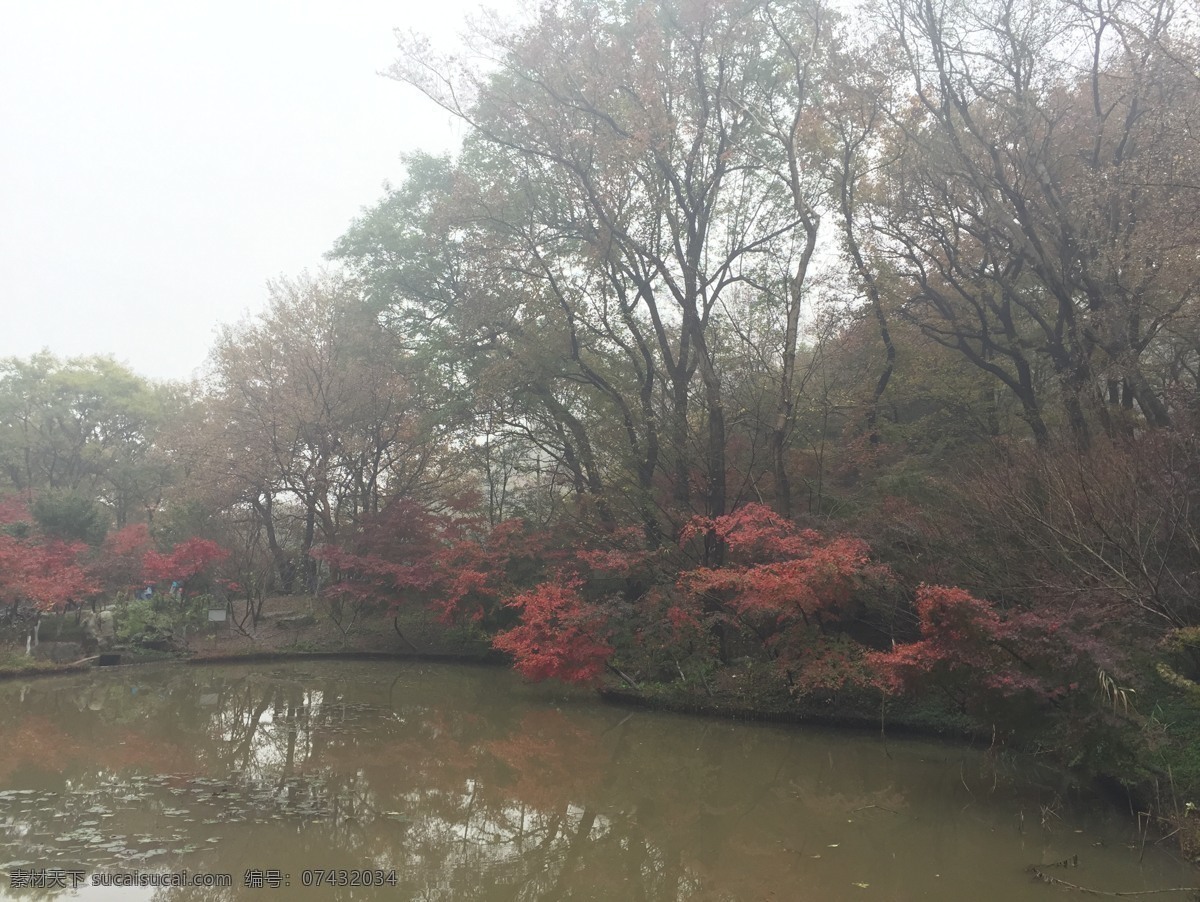 水塘 枫叶 落英缤纷 五彩斑斓 倒影 旅游摄影 自然风景