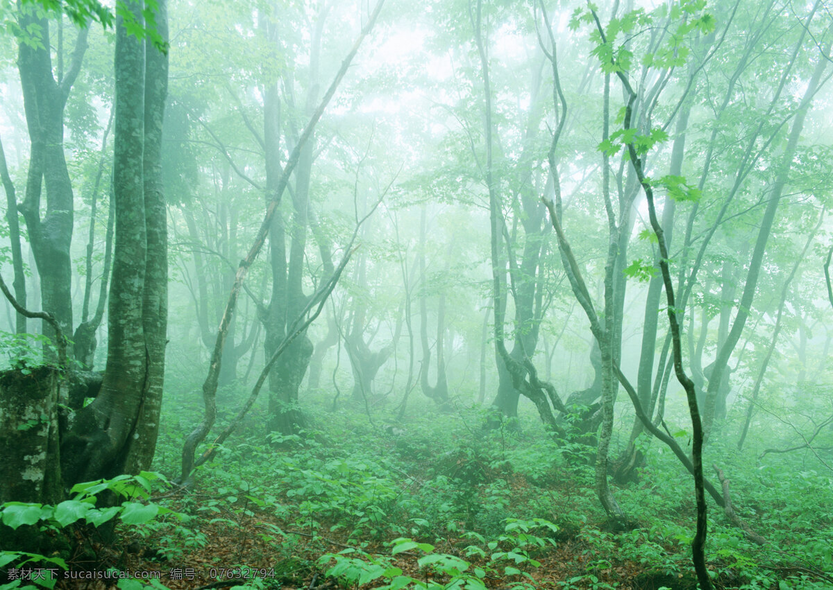 树林图片 森林树木 树林风景图片 树林高清图片 树木树叶 植物素材 生物世界 高清图片 花草树木