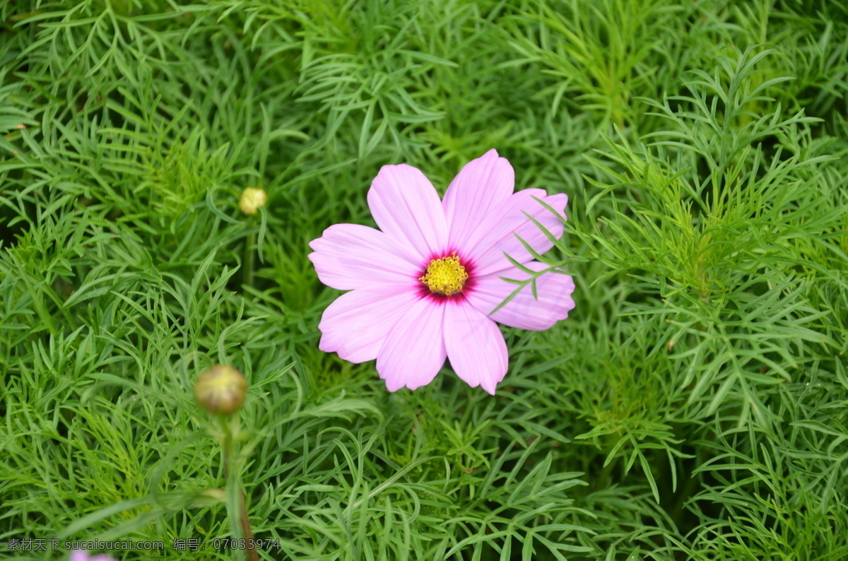 波斯菊 花卉 秋英 大波斯菊 菊科秋英属 头状花序 单生叶腋 一朵 淡紫色 花卉系列 花草 生物世界
