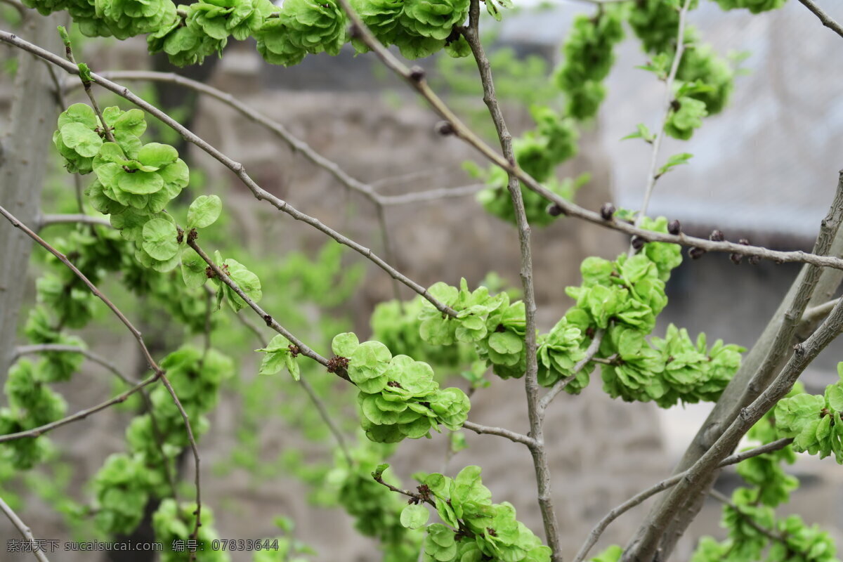 晋祠榆钱 山西 太原 晋祠 榆钱 旅游 生物世界 花草