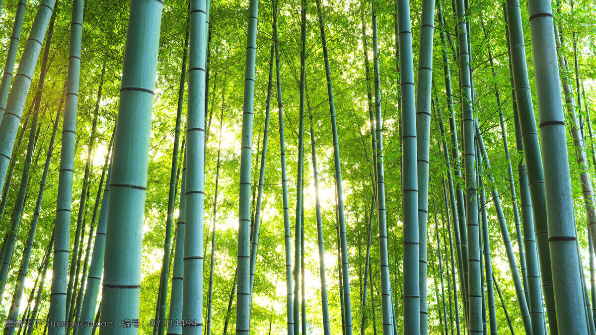 竹子背景图 大自然 竹子 背景 竹林 自然景观 山水风景
