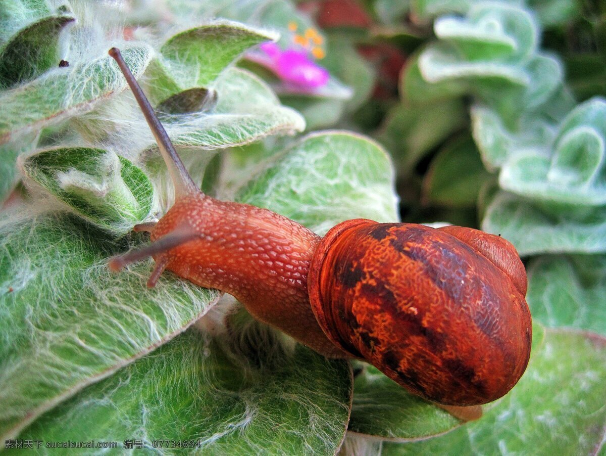 植物 上 蜗牛 高清 昆虫 动物 可爱 绿叶