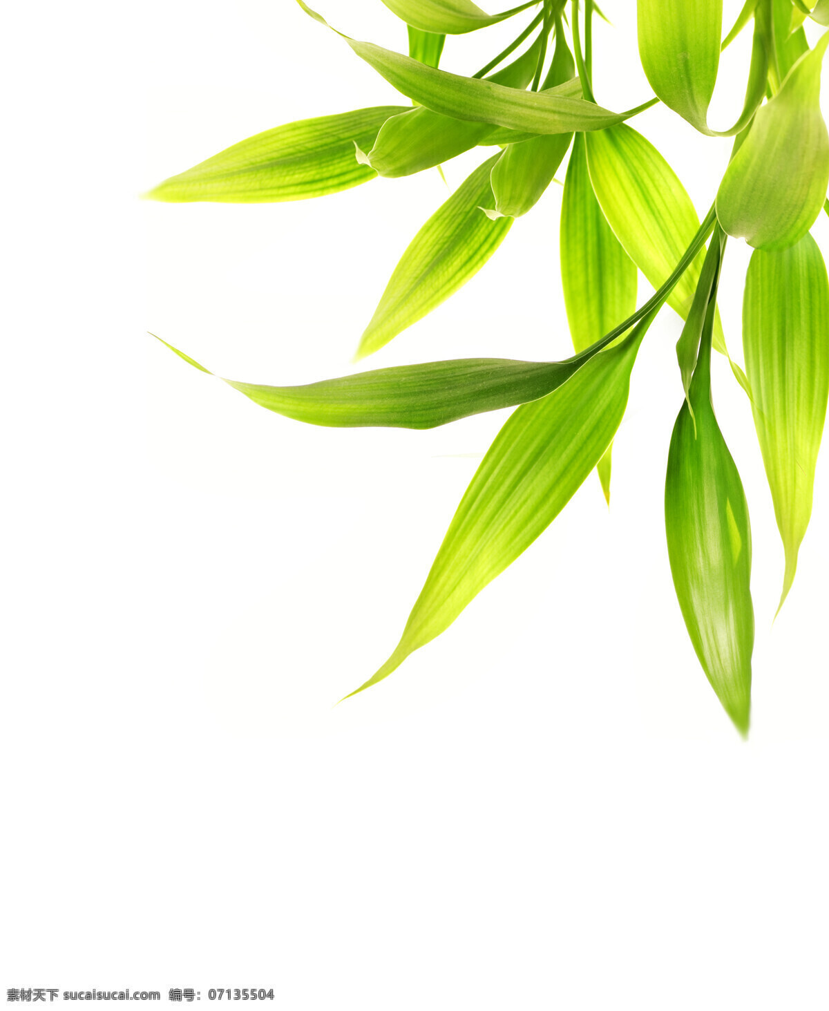 绿色植物 植物 绿色 绿色背景 成长 花草树木 生物世界