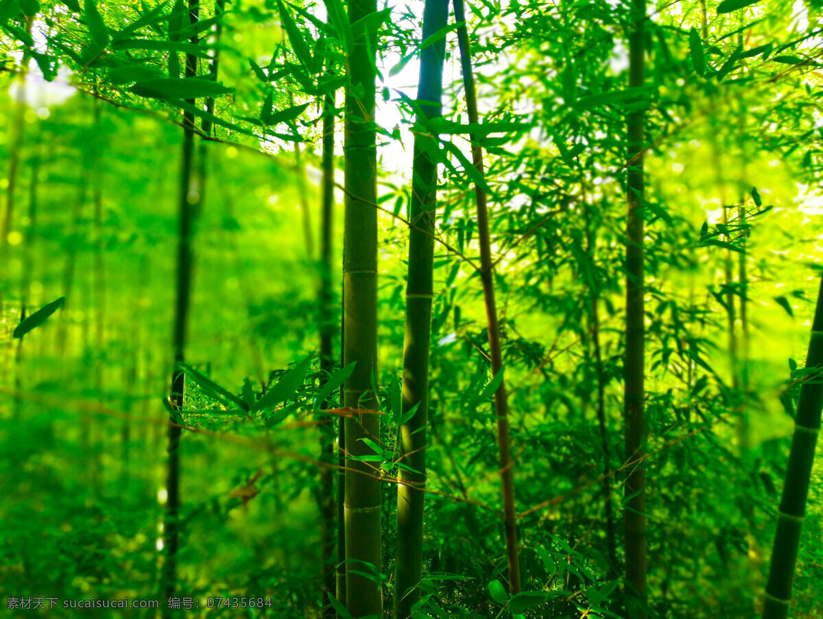 竹 竹照片 竹子照片 主杆 竹叶 竹林 竹林照片 植物 植物照片 竹子背景照片 树叶 生物世界 树木树叶