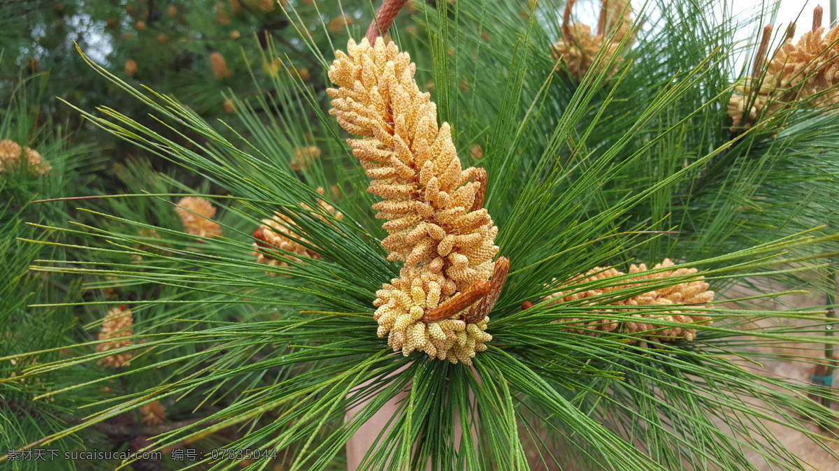 树木 花草树木 松树 松树花 春光 绿色 松枝 松果 生物世界 树木树叶