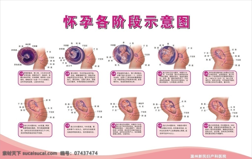 十月怀胎图 怀孕图 怀孕 怀孕各阶段 怀孕示意图 怀孕对比图 婴儿 女性 医院展板 妇科展板 生育 共享素材 展板模板