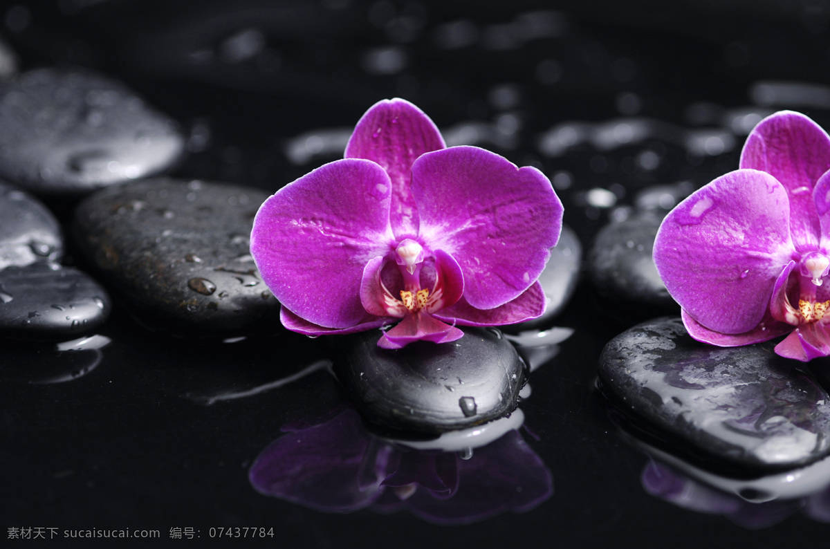 鲜花 鹅卵石 美丽鲜花 花朵 花卉 石头 石块 spa水疗 水疗石 其他生物 生物世界