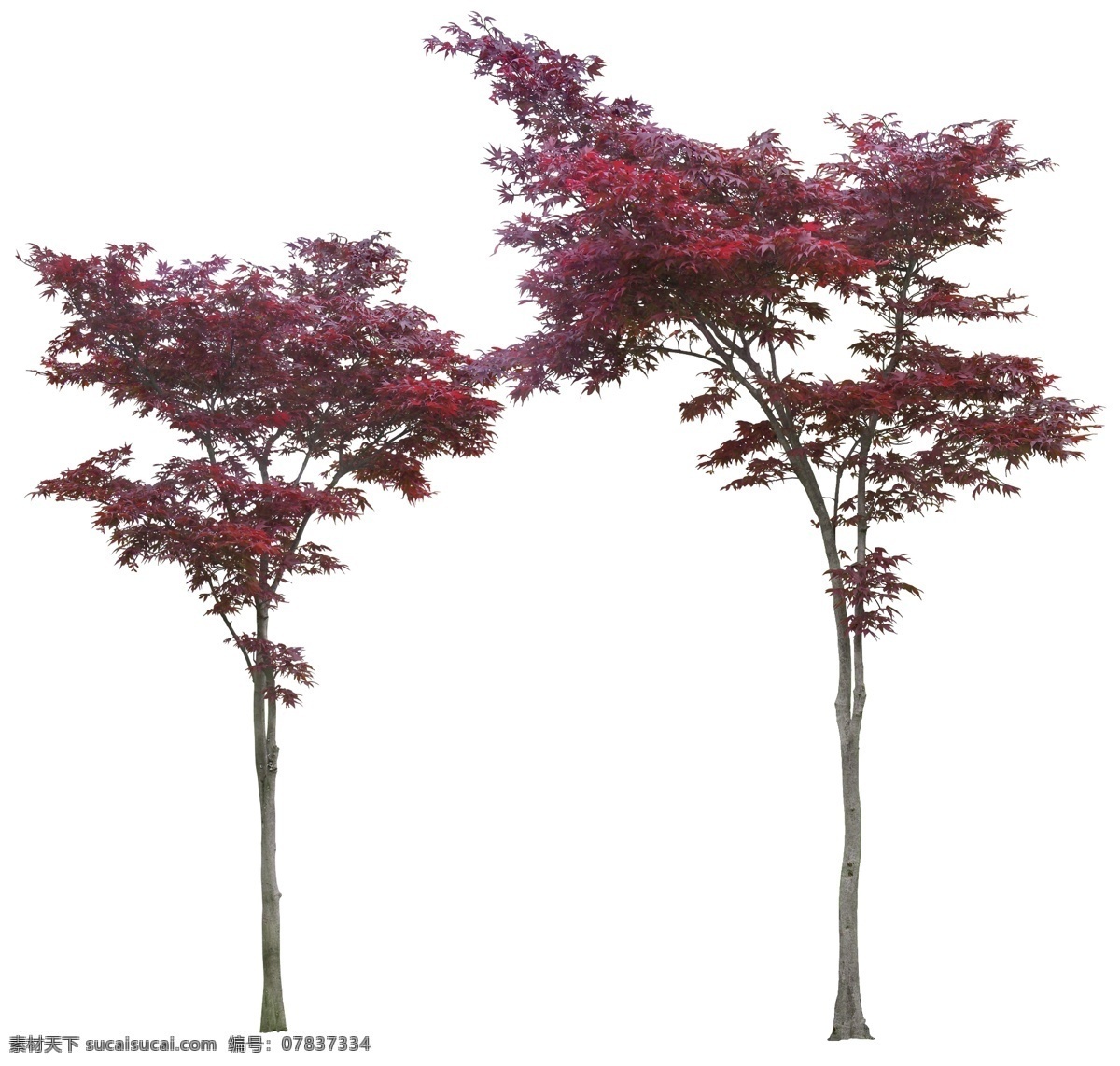 红叶 树 红叶树 红叶树素材 红叶树psd 乔木 树木 植物素材 psd素材 植物 绿化素材 环境设计 景观设计