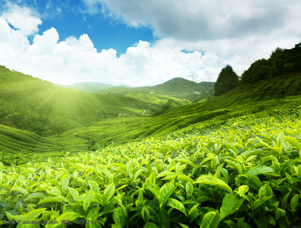 茶叶 太阳 青苗 大山 绿色 自然景观 自然风景