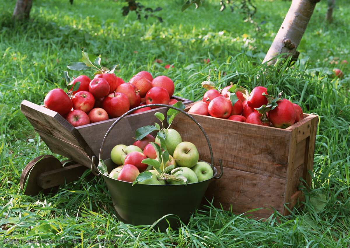 新鲜 苹果 高清 摄影图片 苹果树 树叶 水果箱 水果 果子 生物世界 水果图片 水果素材 绿色 健康水果 草地 新鲜水果 苹果图片 餐饮美食