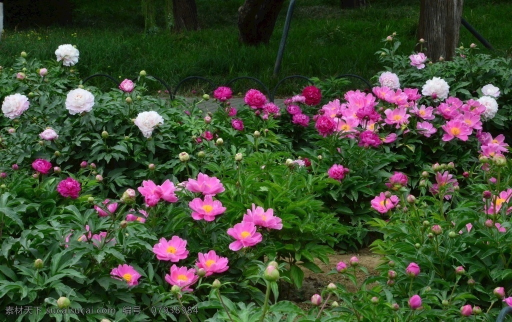 芍药花 芍药 草本植物 观赏花卉 将离 离草 花卉 花儿 花骨朵 花草 植物 园林绿化 绿化景观 花朵 花蕊 芍药牡丹 生物世界