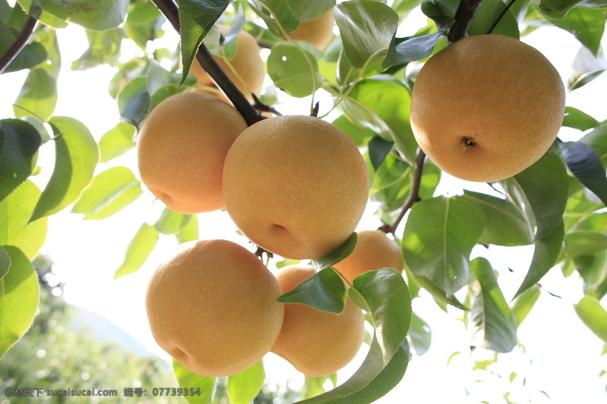 圆黄梨 水果 果树 有机 美味 树 木 有机水果 绿色 无公害 健康 营养 梨 植物 生物世界