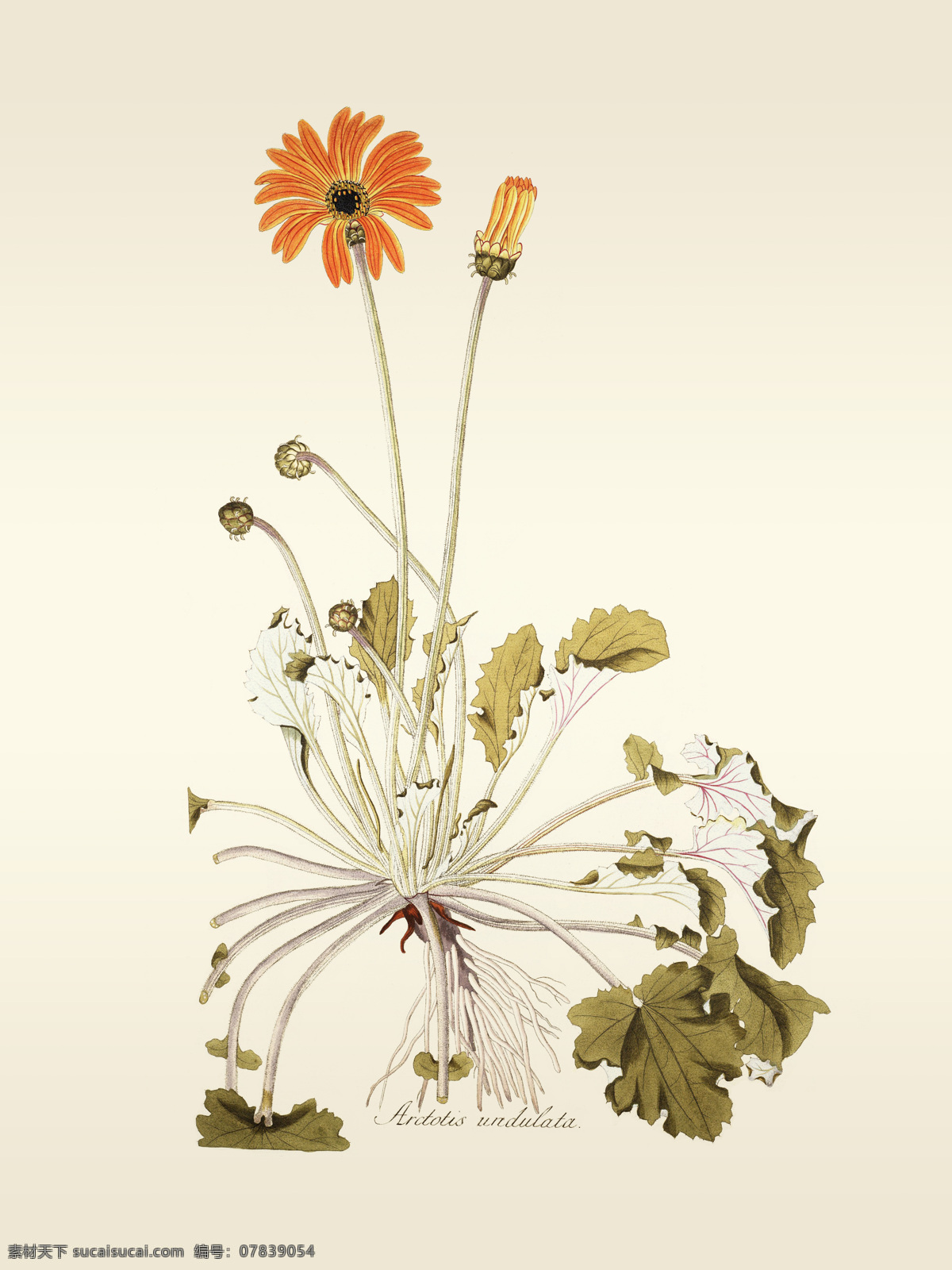 喷绘植物图 装饰画 手绘花卉 复古 兰花 水彩 纸张 植物 绘画 写实 水墨画 水墨装饰画 卧室装饰画 餐厅装饰画 新中式水墨 三联画 风景装饰画 巨幅装饰画 山水装饰画 意境装饰画 大厅装饰画 背景墙装饰画 电视装饰画 墙面装饰画 装饰画下载 高清装饰画 背景墙 文化艺术 绘画书法