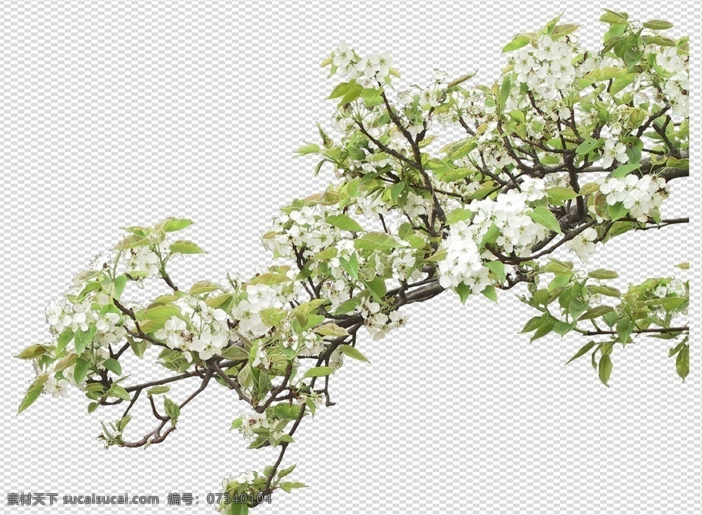 透明 底 植物 透明底植物 藤条 树 ps后期 ps后期素材 园林素材 景观素材 树枝 psd分层图 透明底花艺 绿植 免抠图 分层图 图层 透明背景 植物透明底 分层