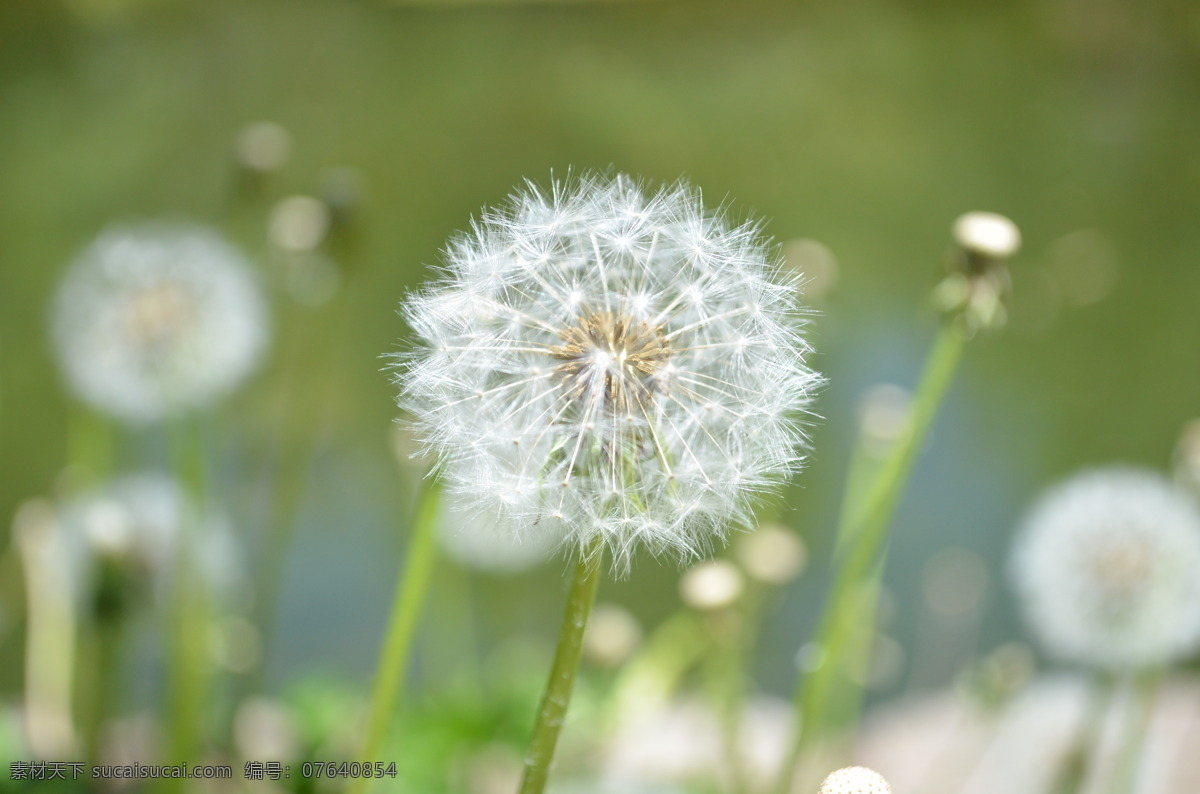 春天 蒲公英 花草 旅游 生物世界 自然 春天蒲公英 psd源文件