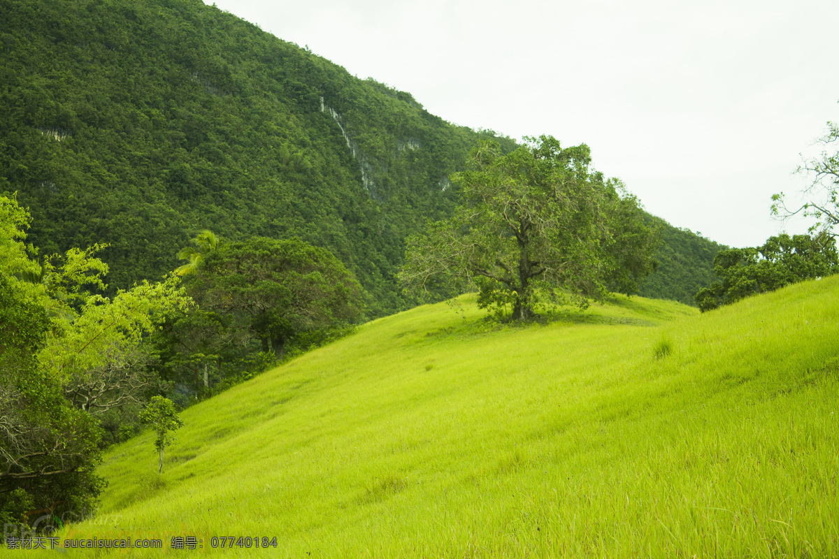绿色的山丘 绿地 山丘 山峰 小树 晴朗 天空 大自然风景 自然景观 山水风景