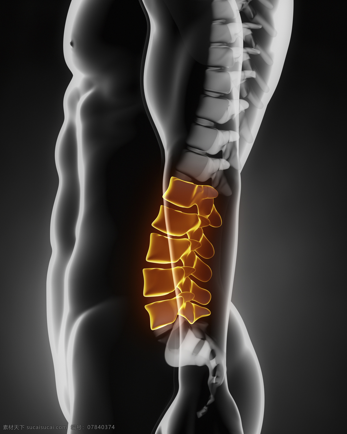 男性 人体 骨骼 脊髓 脊椎 人体器官 医疗科学 医学 人体器官图 人物图片