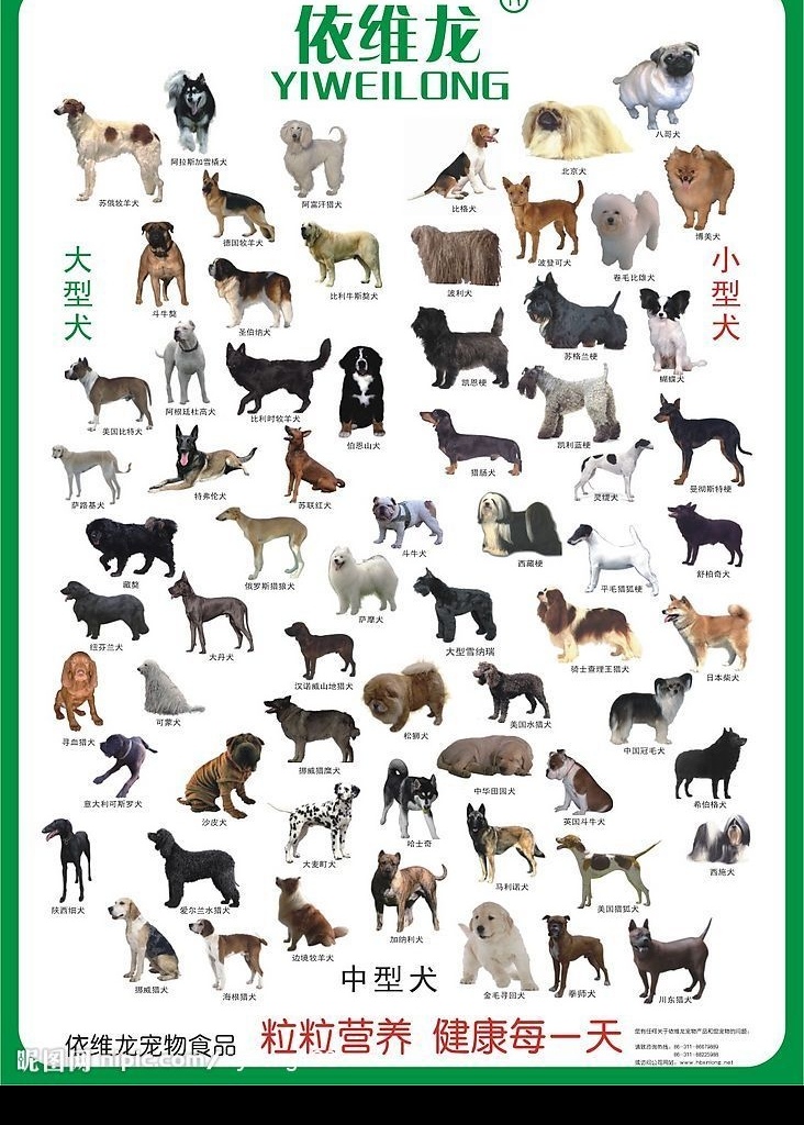 犬图 百犬图 狗 家禽家畜 宠物 犬 动物 生物世界 宣传画 矢量图 矢量图库