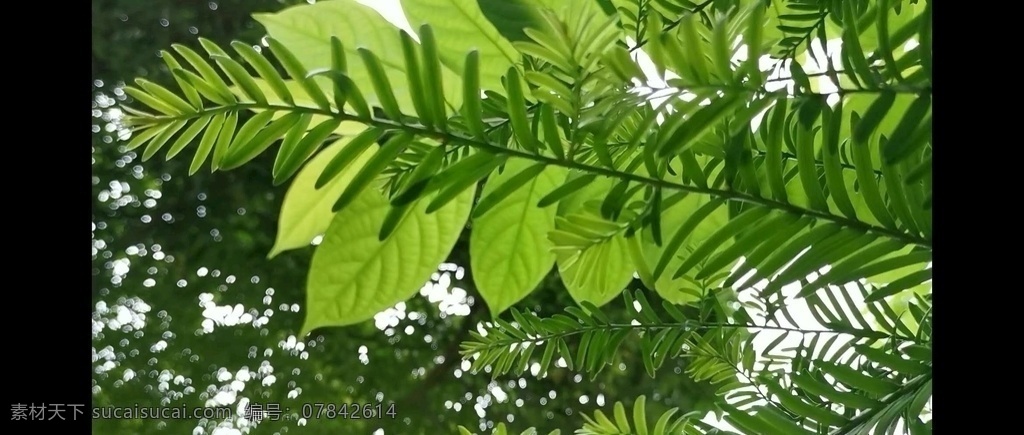 夏日夏至 夏日 阳光 绿叶 绿色 光斑 生机 植物 树叶 夏 至光线 美好 小清新 多媒体 实拍视频 自然风光 mp4
