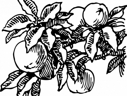 桃子 矢量 图像 果汁 黑 剪贴画 美味 食品 水果 桃 维生素 艺术 植物 分支 剪辑 svg 产生 白 日常生活