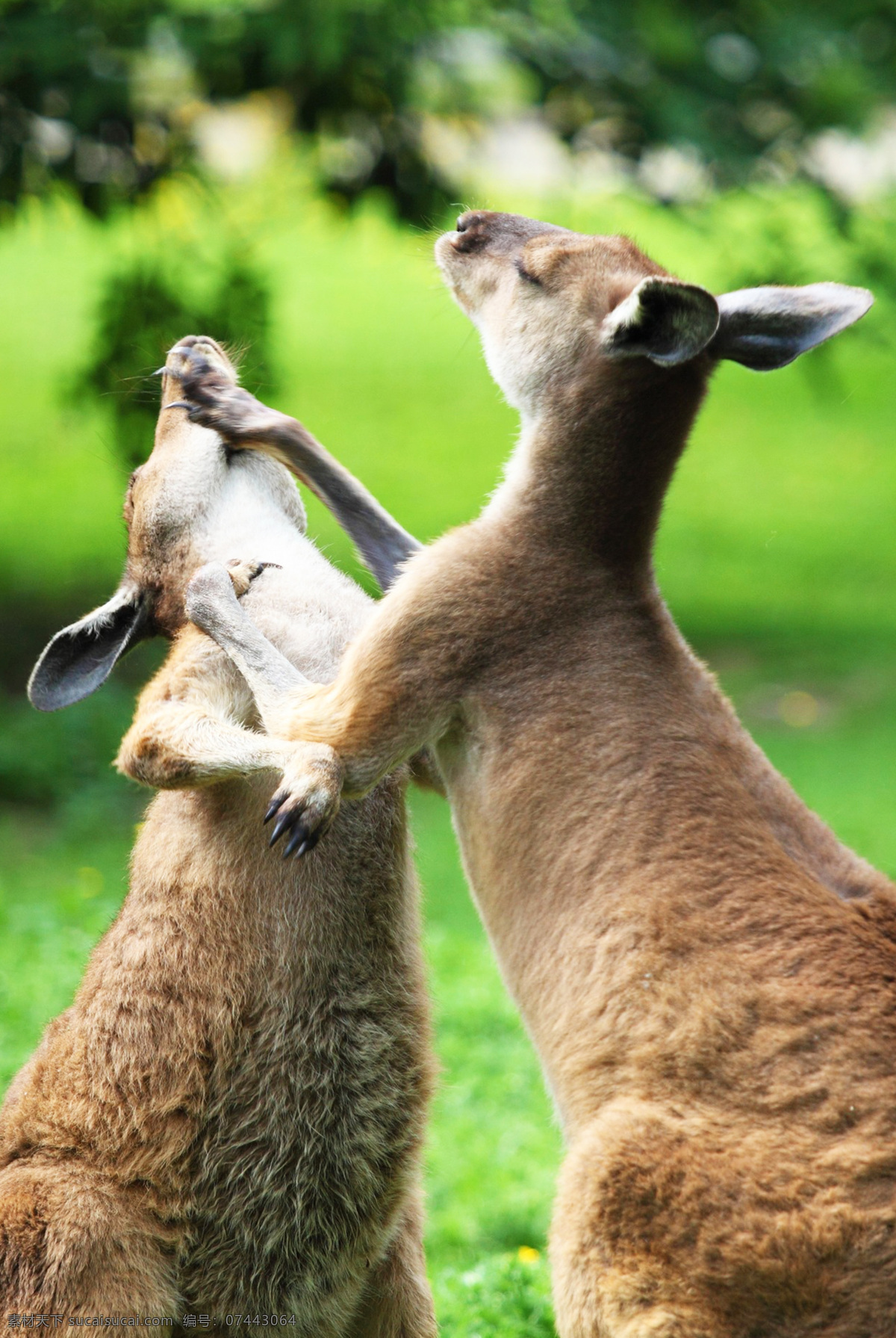 kangaroo 红袋鼠 澳洲袋鼠 野生动物 哺乳动物 有袋动物 澳大利亚袋鼠