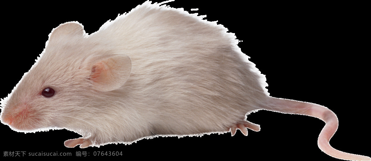白色 小 老鼠 免 抠 透明 图 层 老鼠卡通图片 日本 核辐射 变异 世界 上 最大 巨型 可爱老鼠 简 笔画 大全 老鼠简笔画 彩色老鼠图片 田鼠