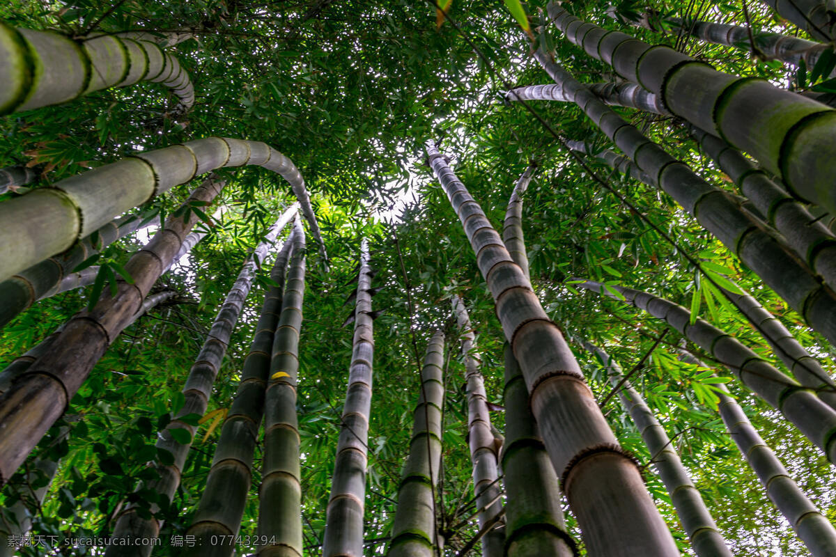竹林 绿色竹林 绿色 竹子 俯拍竹林 建筑 室内 人文 自然景观 自然风景