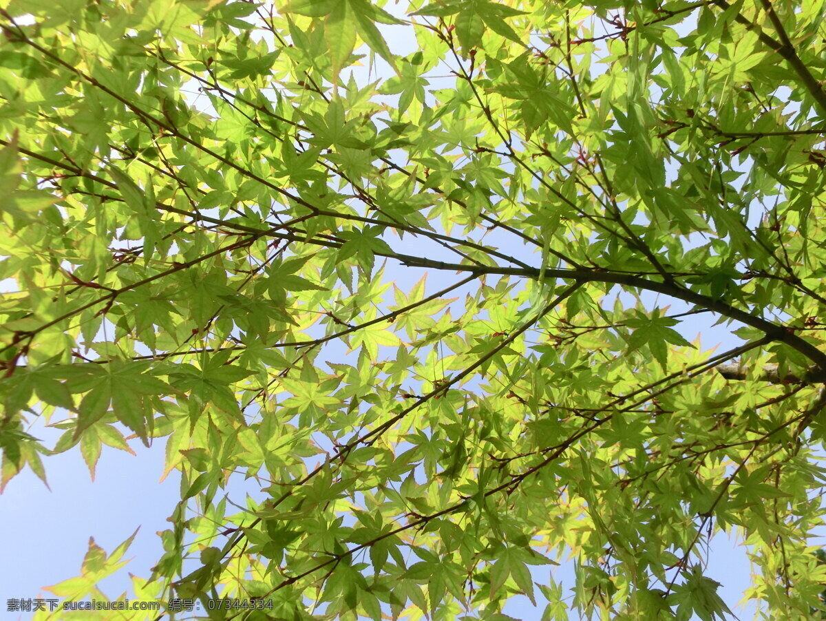 绿色 枫叶 春季 花草 花丛 绿色枫叶 绿叶 植物 树木 树叶 庇荫树 行道树 生物世界 psd源文件