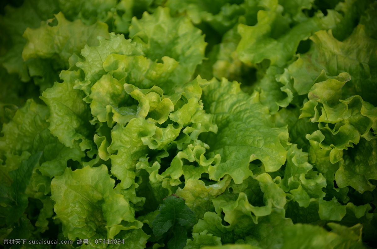 蔬菜大棚 农用大棚 塑料大棚 现代农业 绿色蔬菜 农业种植 农作物蔬菜 生物世界 蔬菜