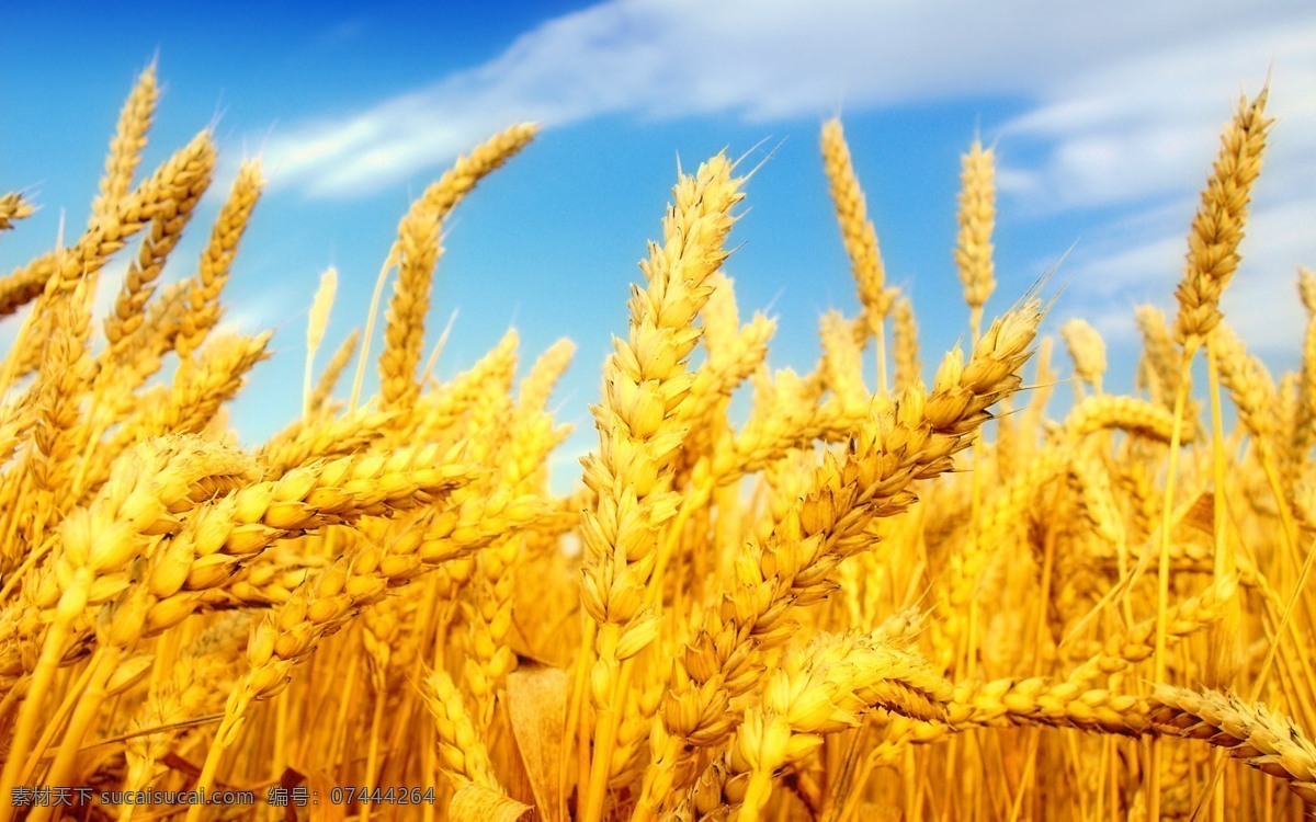 麦田 小麦 麦穗 自然 植物 食品 丰收 金色麦田 金色麦浪 收获 麦地 成熟的小麦 成熟的麦子