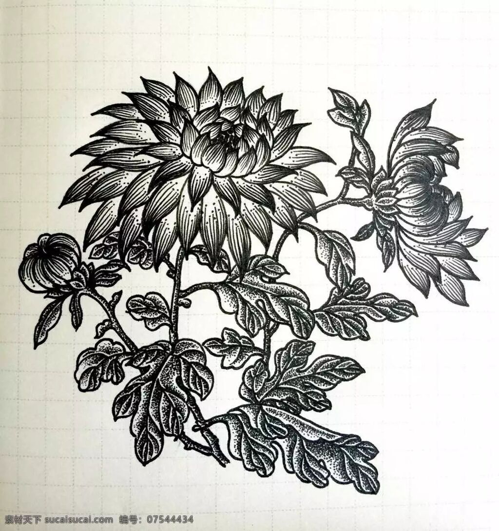 花 花卉 素描 白描 黑白画 大丽菊 文化艺术 绘画书法