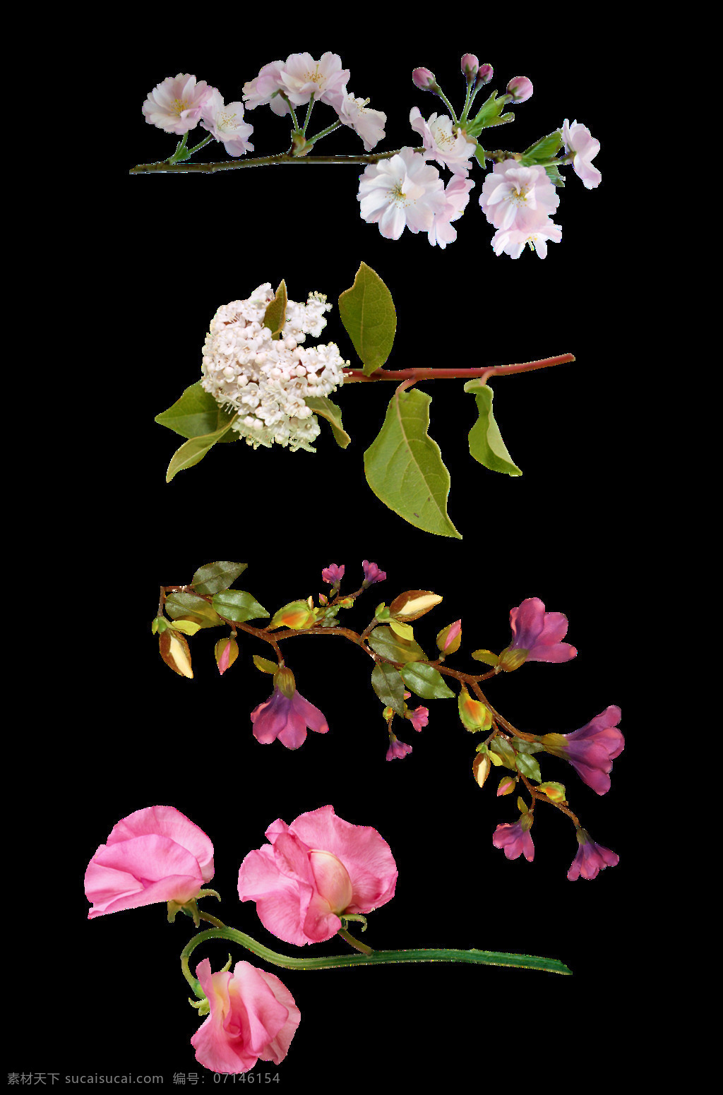 粉色 花枝 花朵 元素 梨花枝 粉色花朵 png元素
