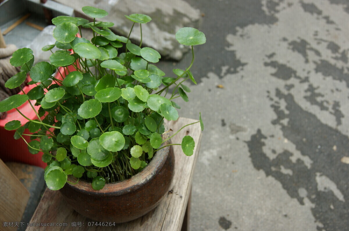 铜钱草 花草 微距 静物摄影 春天 绿色 盆景 田园 生物世界
