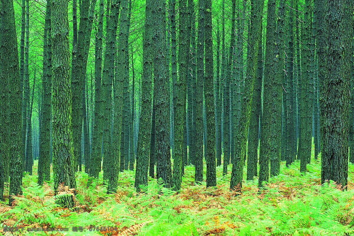 森林 风光 背景 风景 季节 旅游 森林风光 摄影图库 树 树林 树木 休闲 自然 自然风景 自然景观 生活 旅游餐饮