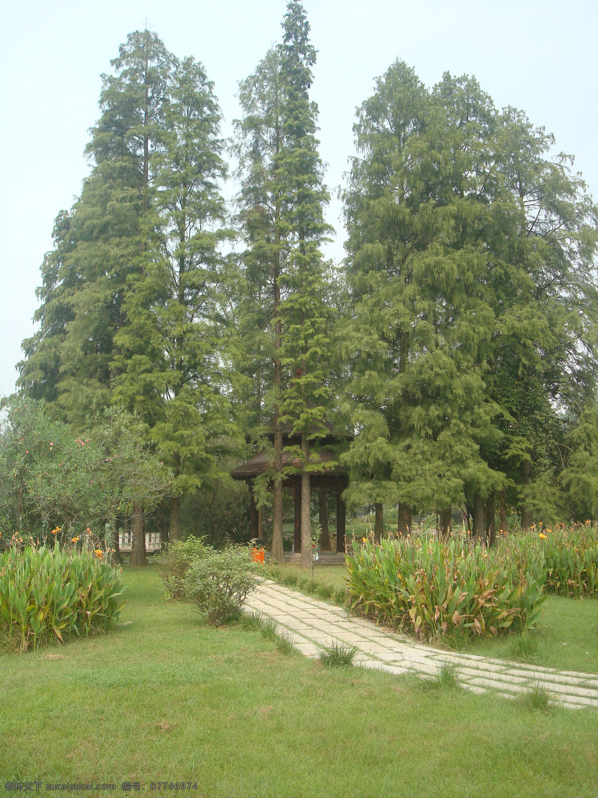 水杉树 杉树 水杉 公园 绿色 自然 风景 植物 草坪 草地 磨山公园 自然风景 自然景观