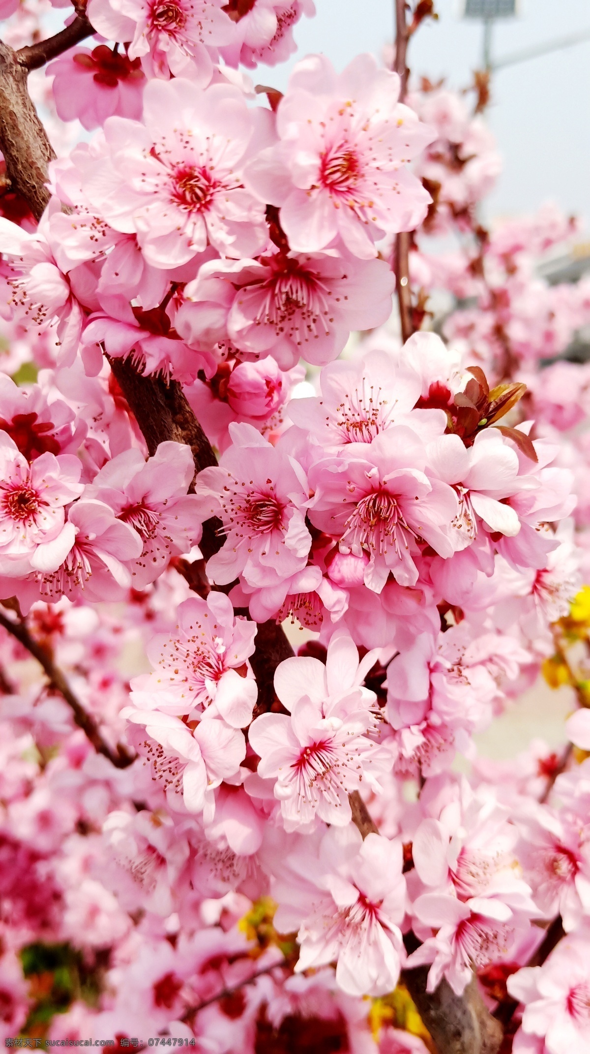 桃花 春天 花卉 百花 多彩的季节 生物世界 树木树叶