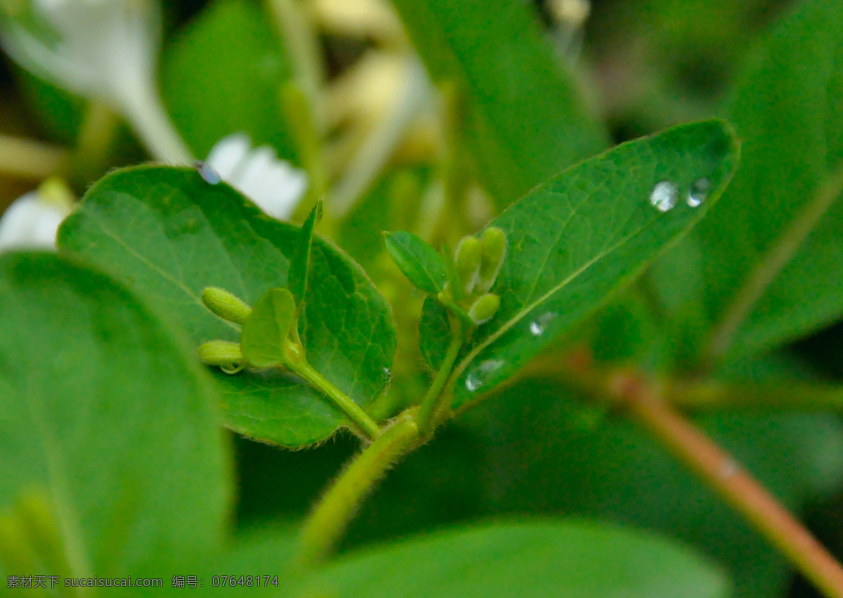 金银花 花 花卉 藤蔓 夏天 春天 春光 花草 生物世界