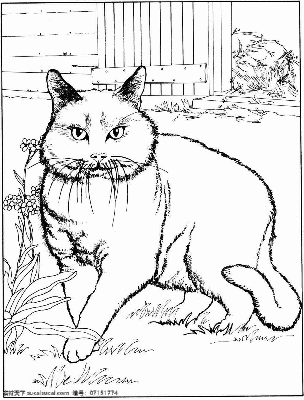 猫的素描 猫科动物 动物手绘画 设计素材 动物专辑 素描速写 书画美术 白色