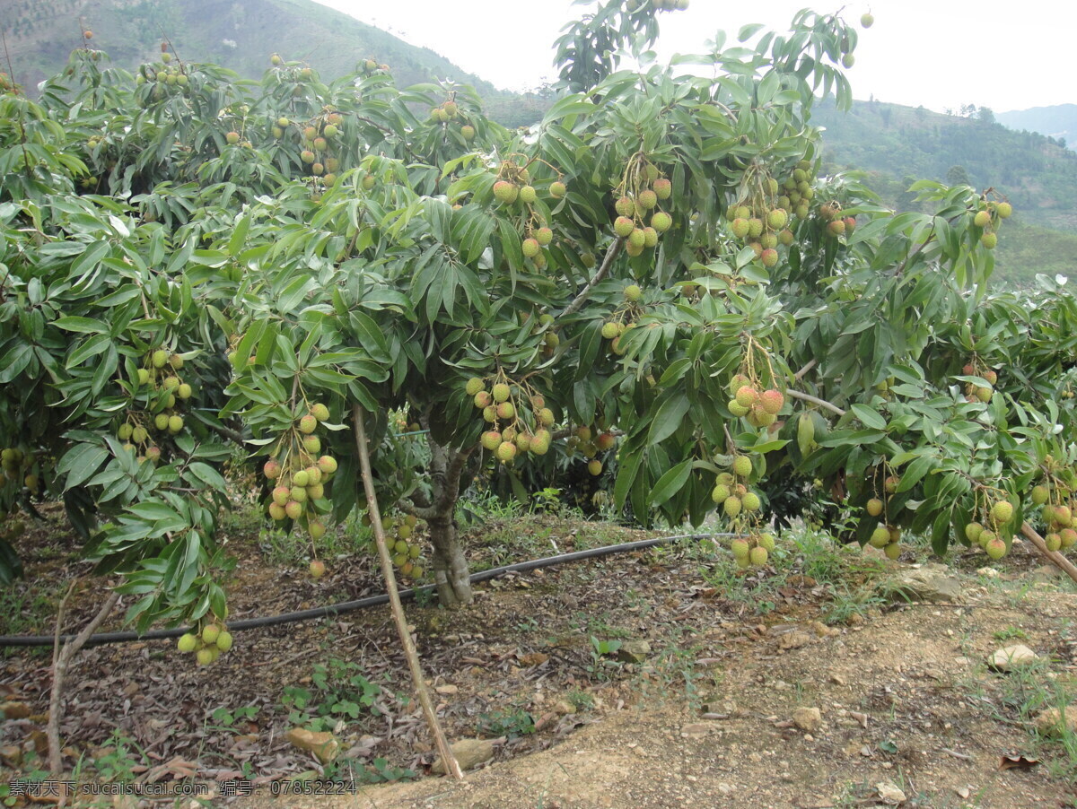 荔枝 荔枝地 荔枝素材 美味荔枝 一棵荔枝 瓜果蔬菜 生物世界 水果