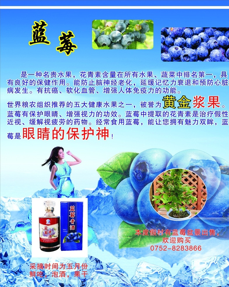 蓝莓简介 蓝莓 宣传单 蓝莓酒 蓝莓特色 矢量