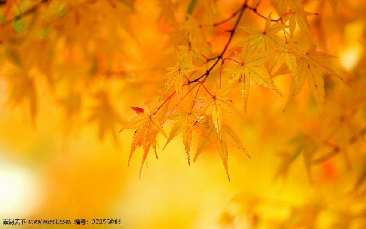 黄色树叶 黄色 树叶 秋天 植物 树木 树枝 摄影专辑 生物世界 树木树叶