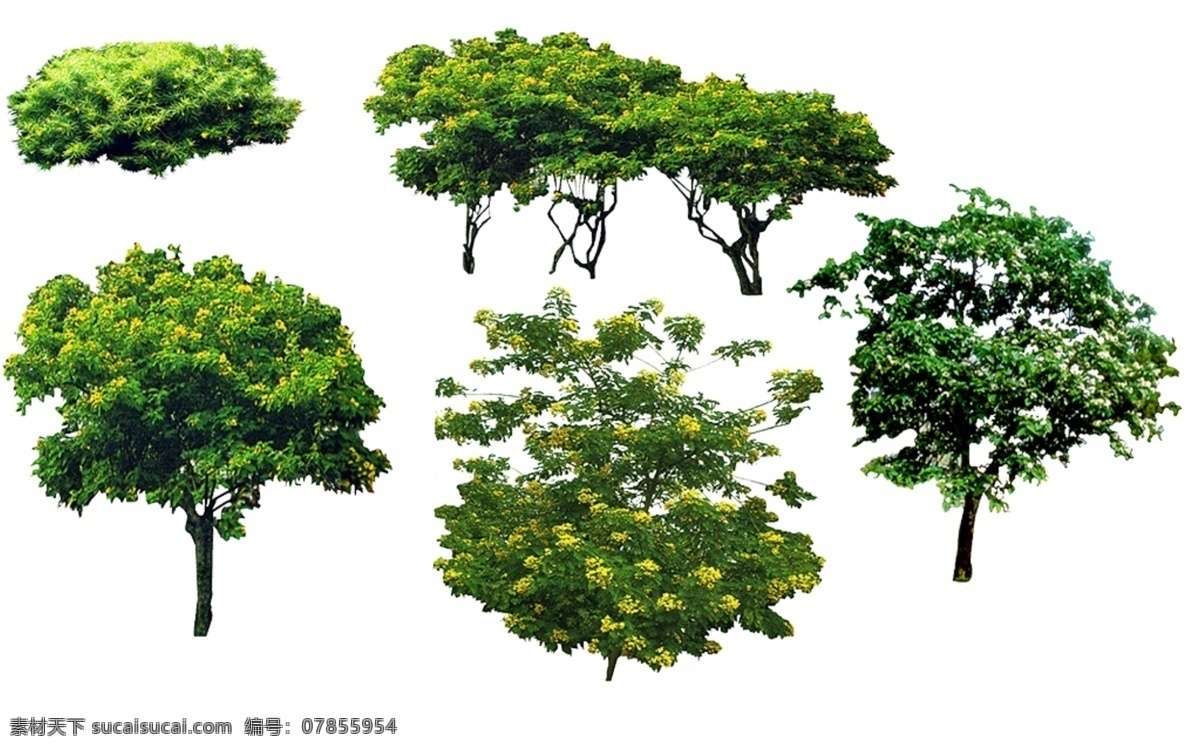 黄花 夹竹桃 园林景观 黄花夹竹桃 黄槐 黄金叶 园林景观素材 景观 园林 效果图后期 白色