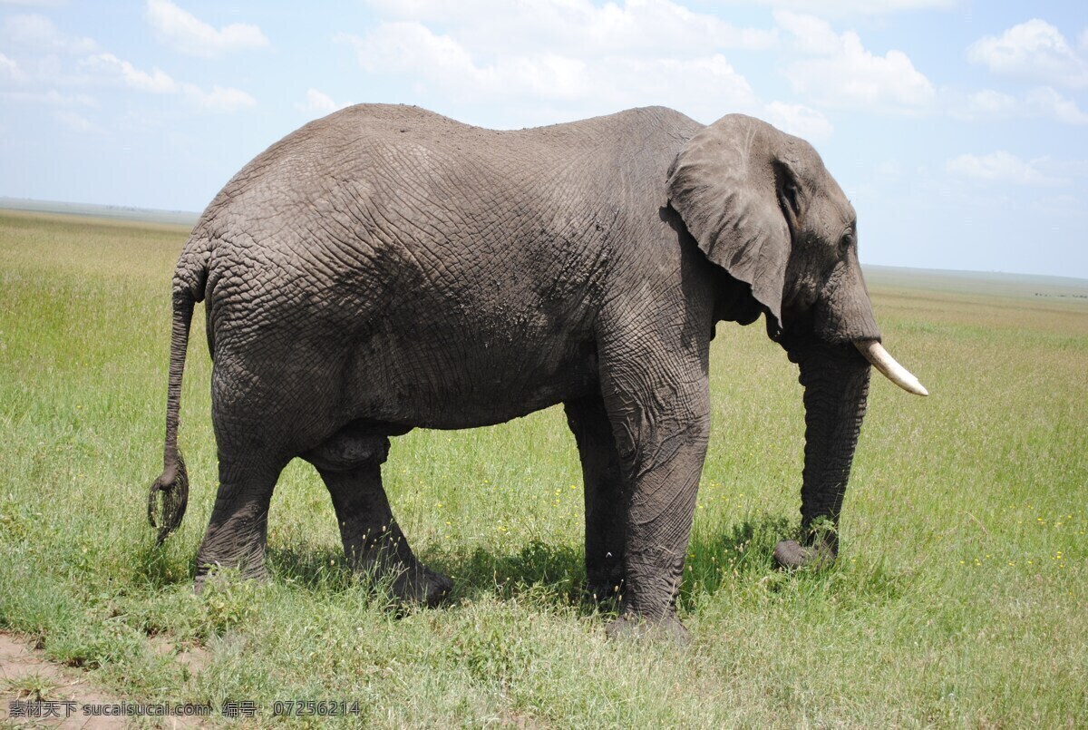 大象 非洲象 野象 野生动物 保护动物 草原动物 生物世界