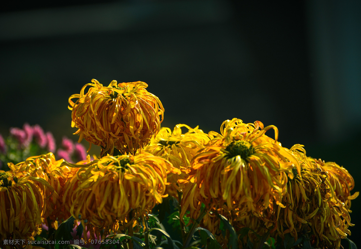 金黄菊花 绿叶 花朵 花径 菊花 黑背景 深粉菊花 菊花朵朵 生物世界 花草 黑色