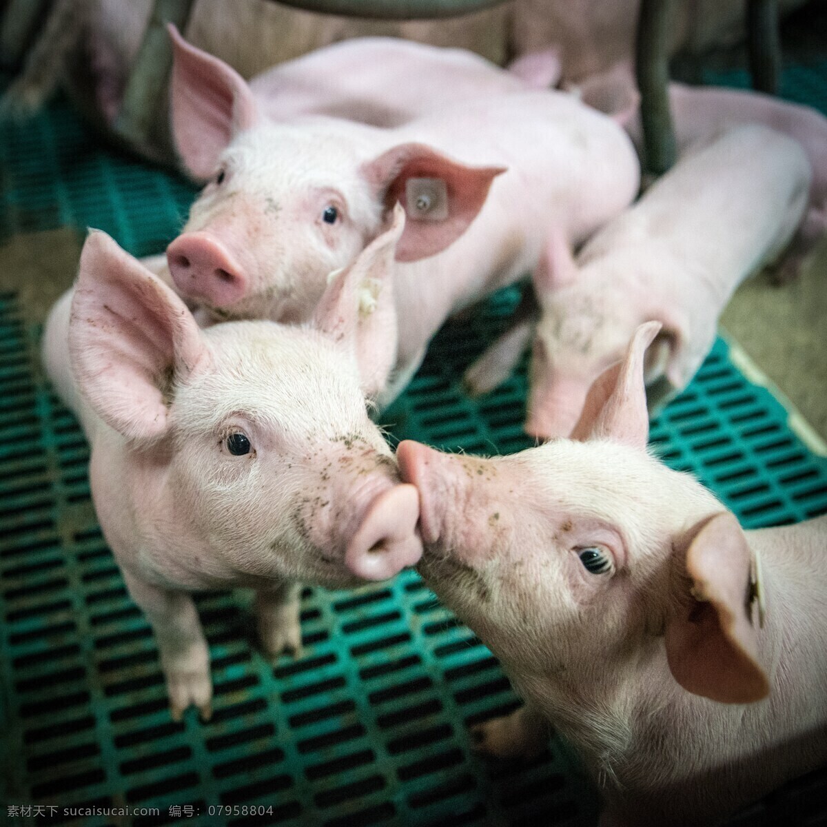 小猪 小猪的谷仓 失速 畜牧业 农场 农业 牲畜 动物 猪圈 养猪 养殖业 生物世界 家禽家畜