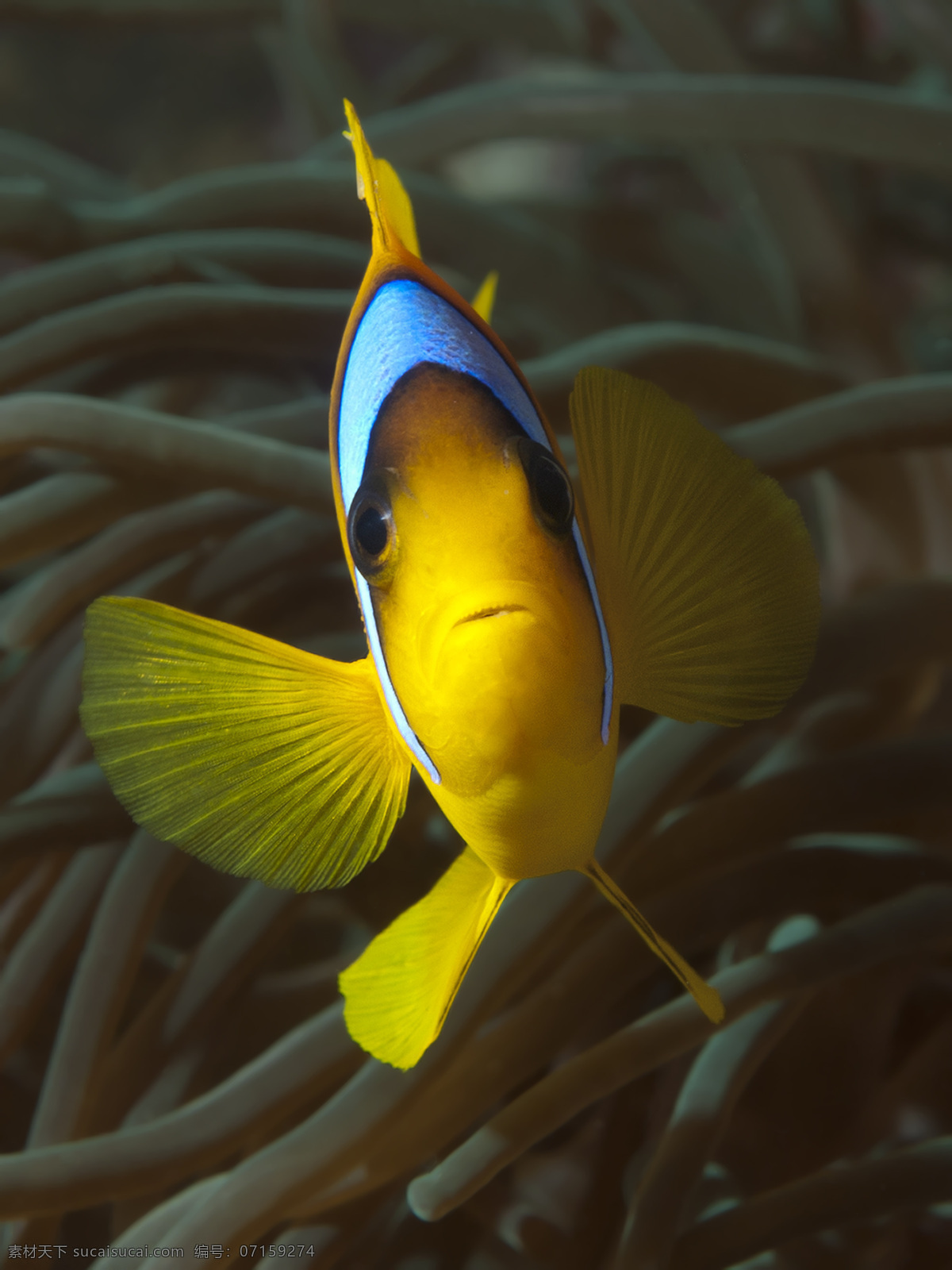 海底 动物 海底世界 海底生物 鱼类 鱼 大海图片 风景图片