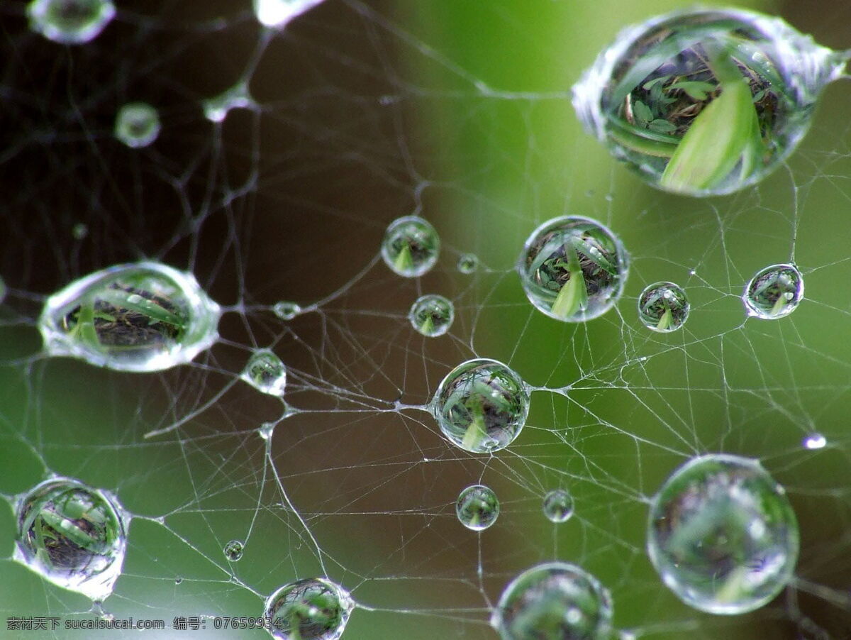 蜘蛛网 昆虫 露珠 生物世界