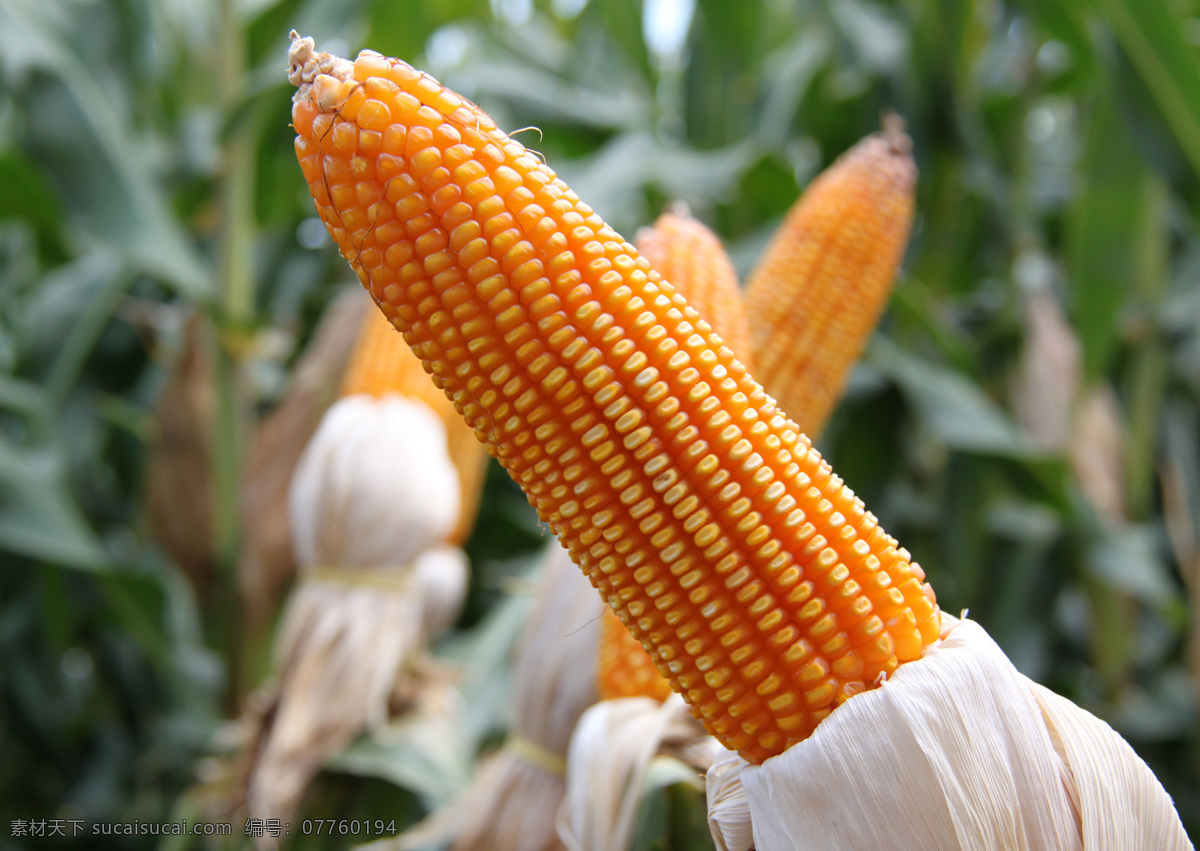 玉米棒 玉米 黄苞米 玉米秆 玉米叶 特写 黄玉米 玉米粒 苞米 粮食 农作物