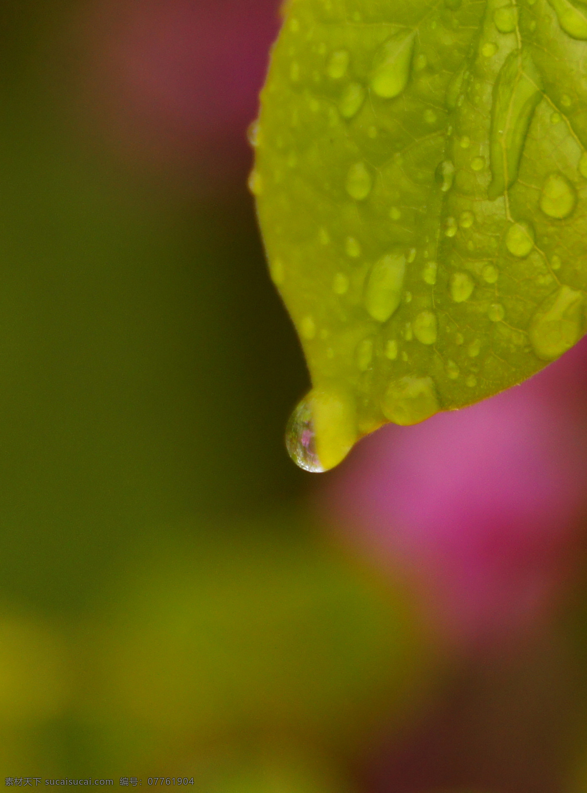绿叶免费下载 绿叶 水滴 植物园 自然景观 雨后 合肥