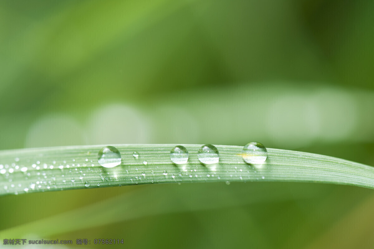 露珠图片素材 植物 树林 花草 大自然 中 植物图片 绿色植物 露珠 花草树木 生物世界